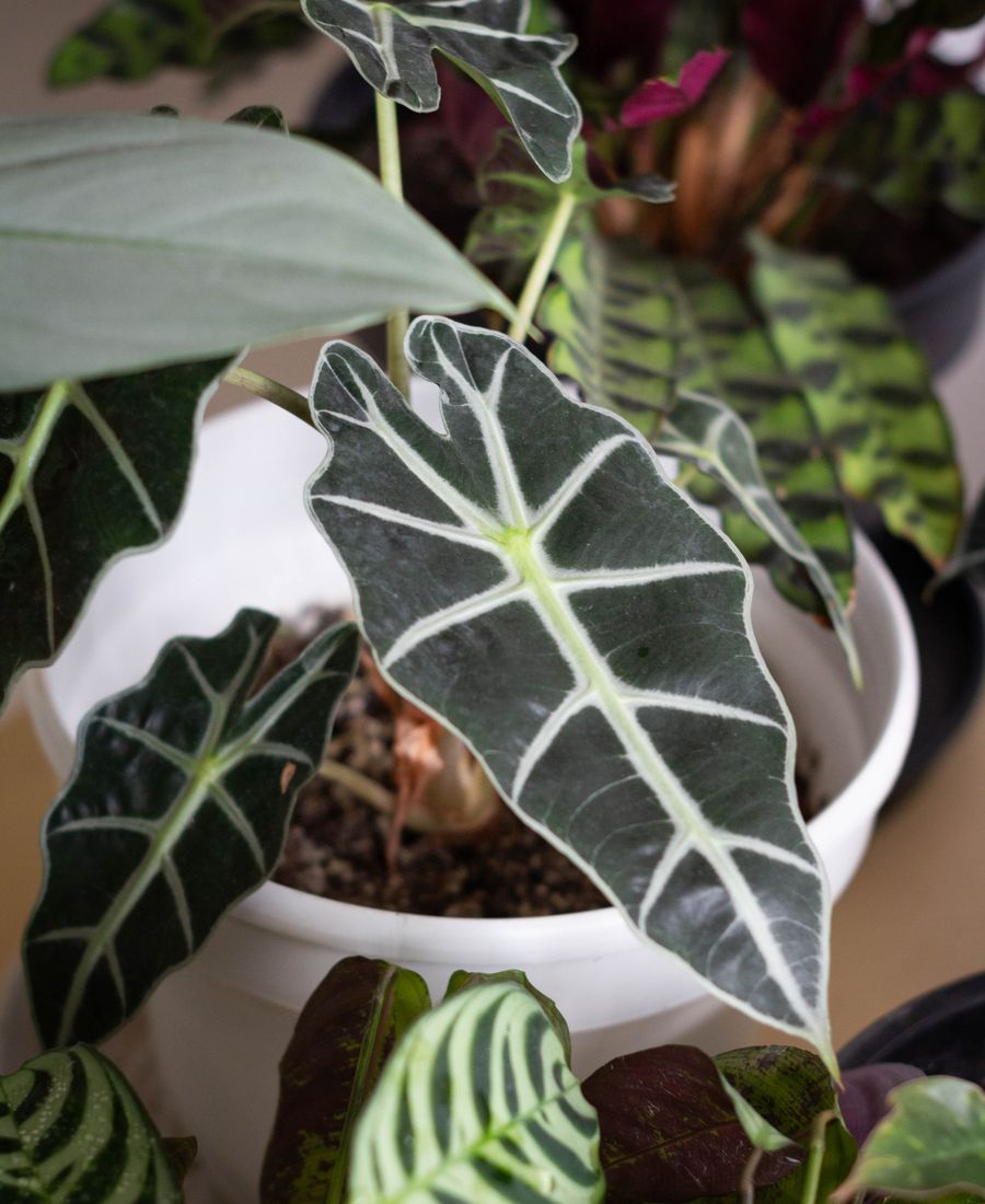 Alocasia Polly