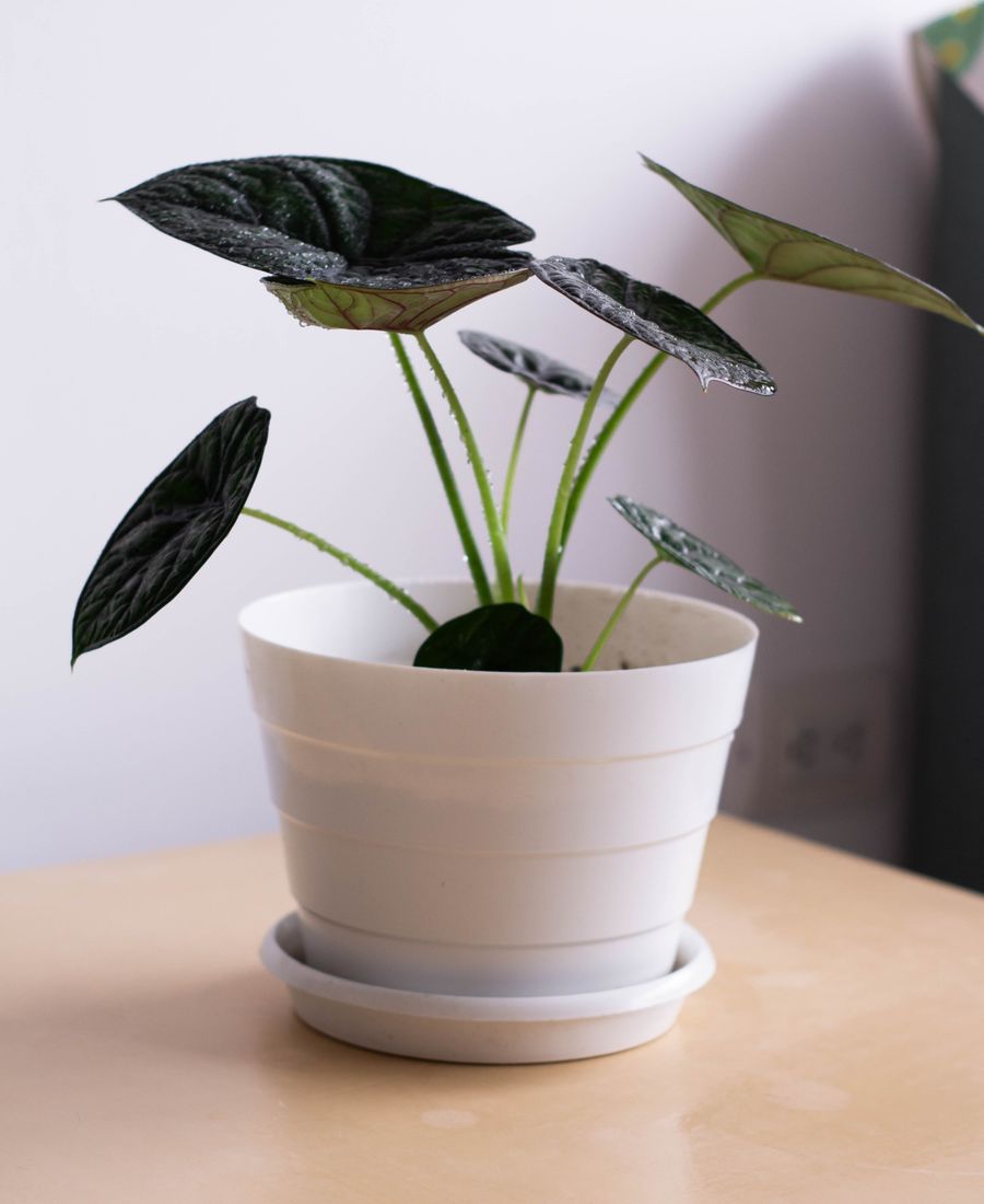 Alocasia Zebrina