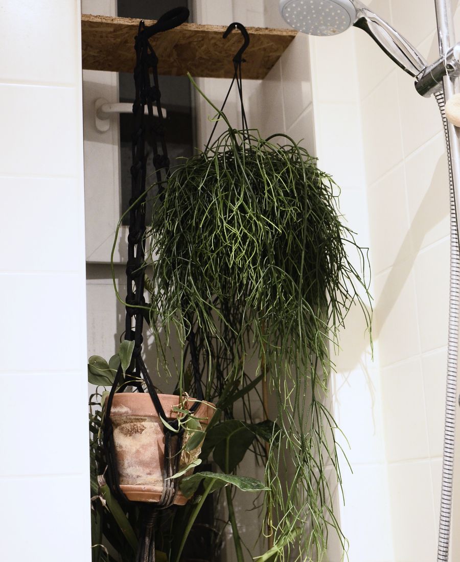 Rhipsalis Mercan