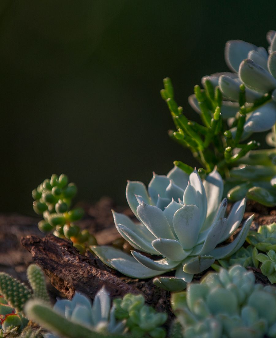 Yeşiltaş Crassula