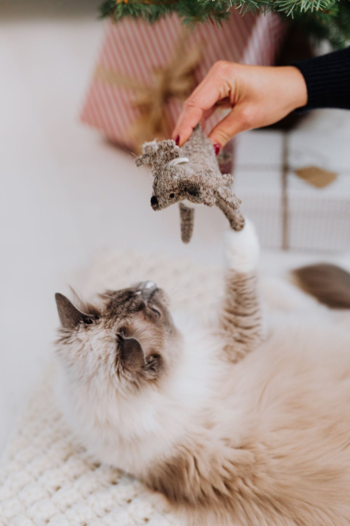 Yavru Kedi Maması
