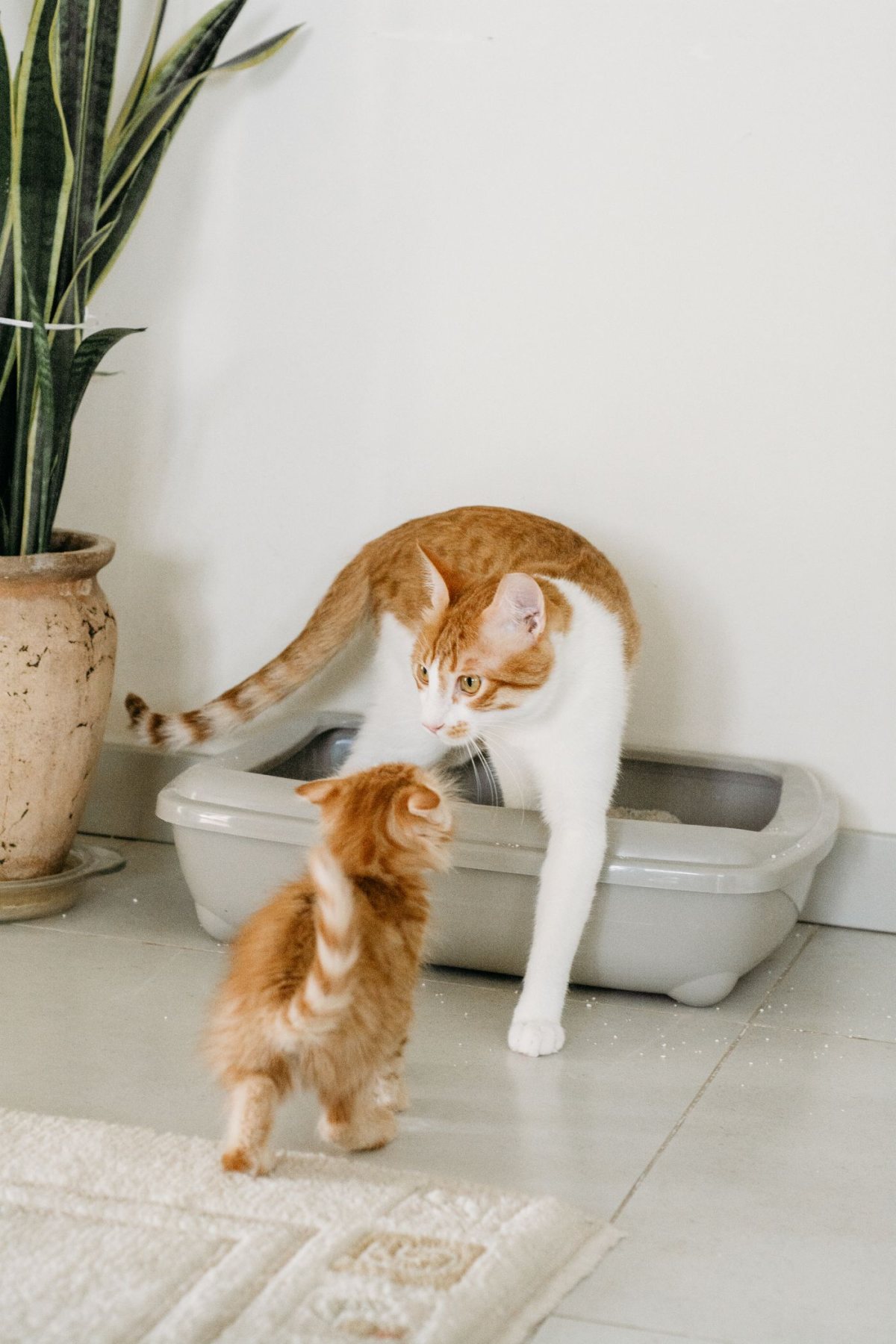 Topaklanan Kedi Kumu 10 L