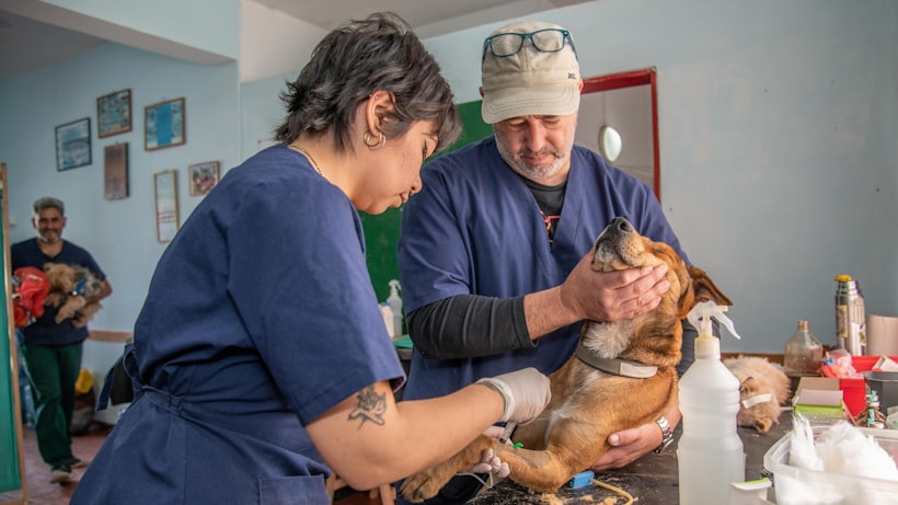 Veteriner hekimlerin bir köpeği muayene etmesi